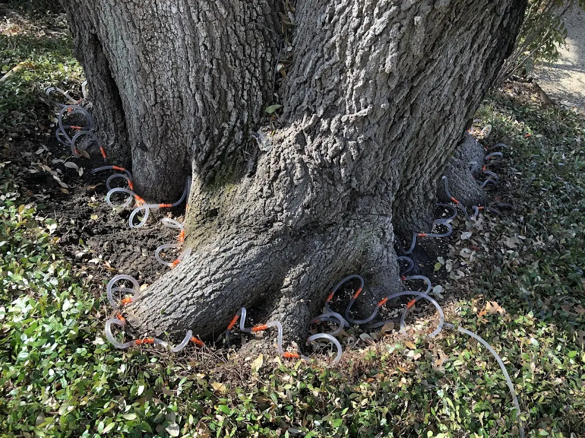 Detailed Tree Cabling and Bracing job site in Boyceville
